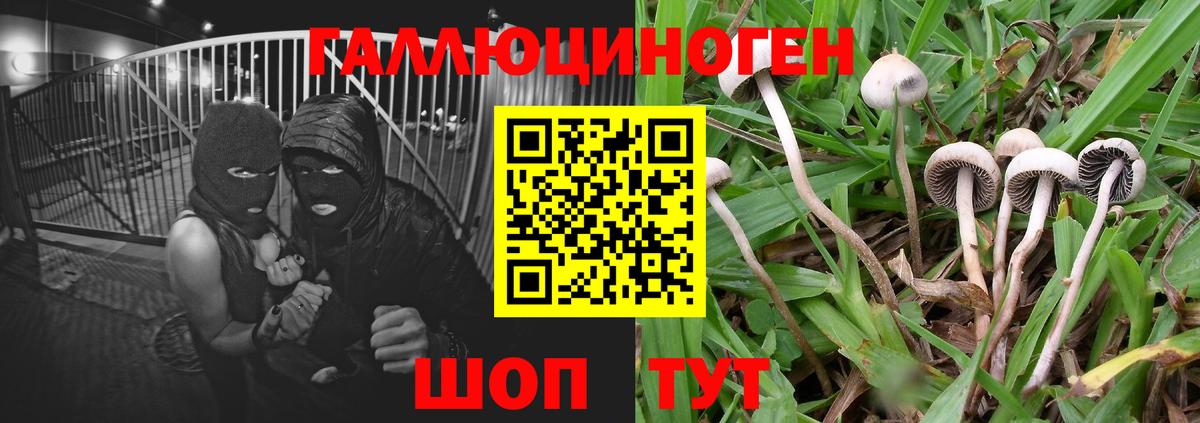 Псилоцибиновые грибы Cubensis  Галлюциногенные грибы GOLDEN TEACHER  Вход с VPN  Амурск 